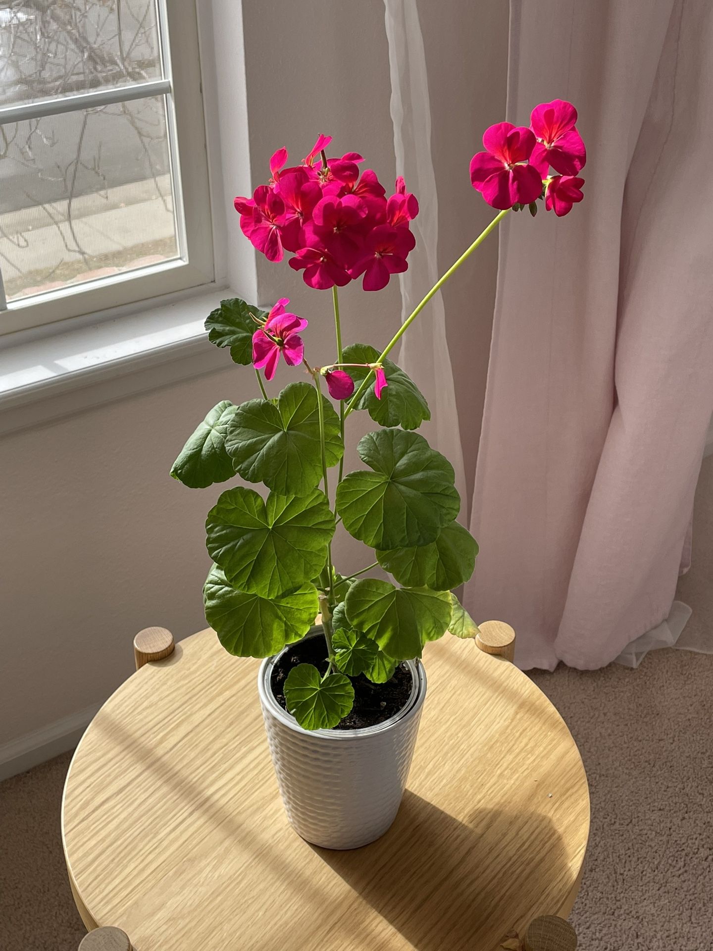 Geranium