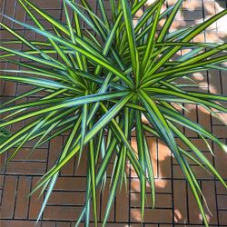 Dracaena Marginata Sunray Plant 