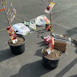 Peach Trees Nestorian Trees