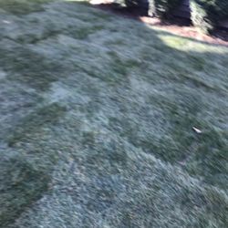 Fresh Sod  Tall fescue 