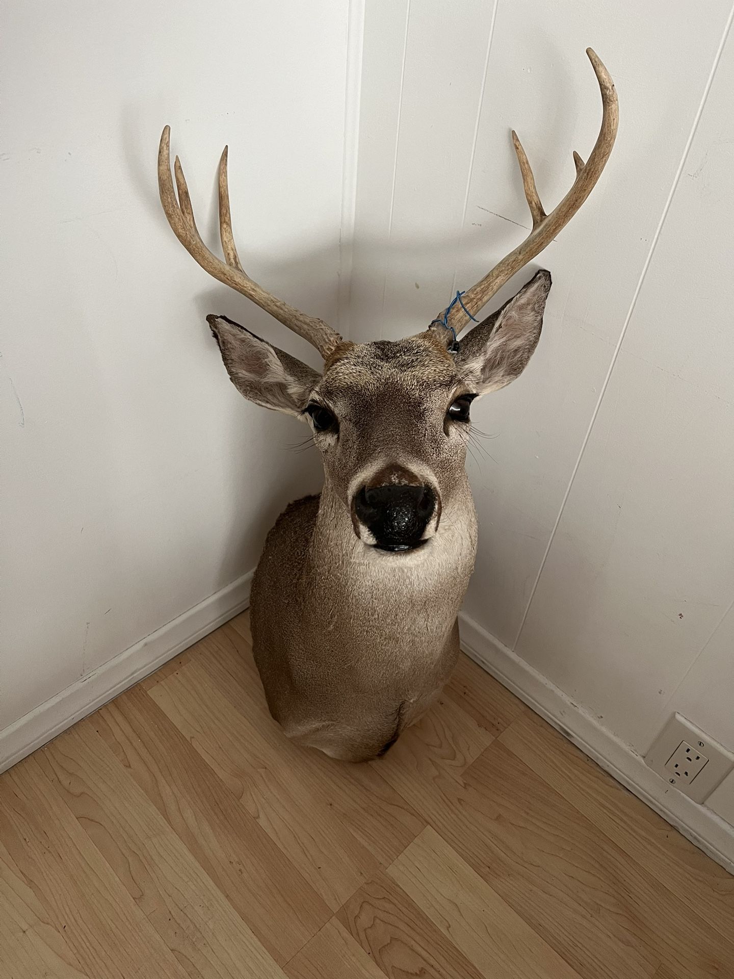 White Tail Deer Shoulder Mount Taxidermy