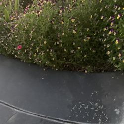 Free  Cuttings At Redlands Plus Succulents Etc