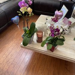 Mother’s Day Gift 🎁 Available $45 Each Orquídeas 