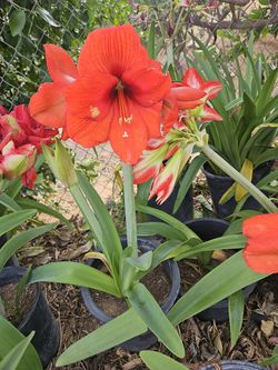 Amaryllis Plants