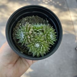 4” Succulent 