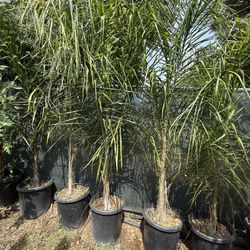 Queen Palms 15 Gal 7-8 Feet When Planted
