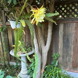 EPIPHYLLUM 
