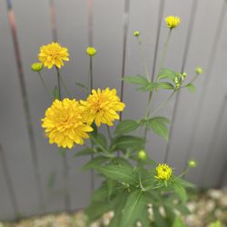 Rudbeckia Hortencia Plants