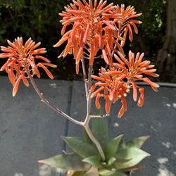 Aloe striata Coral Aloe Plant(Coral Red Flowers)