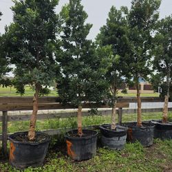 Japanese Blueberry Tree 45gallones 