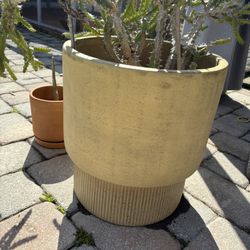 Large CB2 Planter Pot With Live Cactus Plant