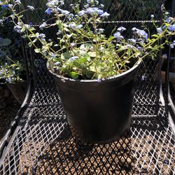Alexander’s Great brunnera Size 2 Gallon