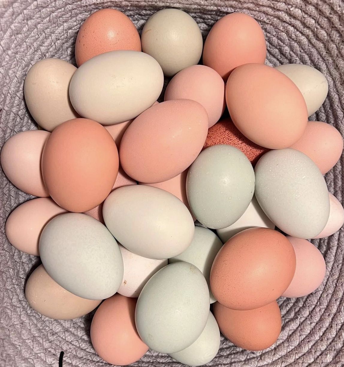Fresh Eggs For Sale