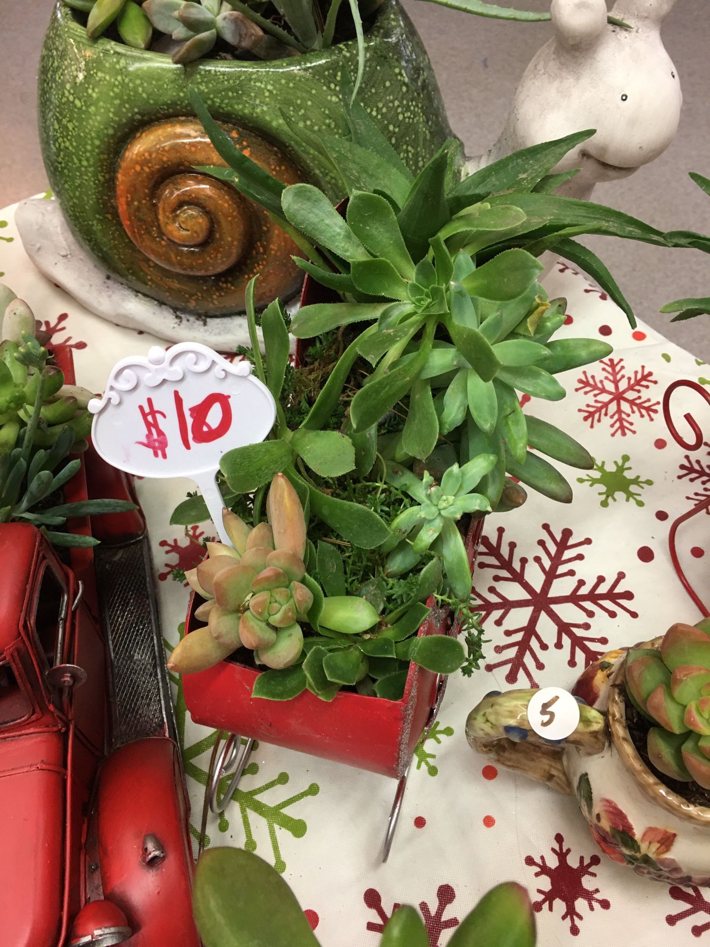 Christmas succulent