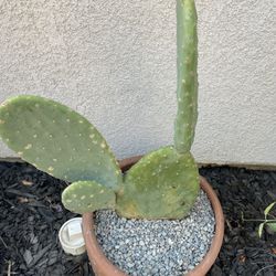 Cactus Plant