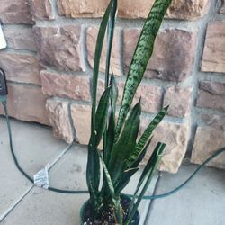 6 Inch Snake Plant 