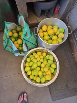 Fresh Lemons Large Bulk Lot
