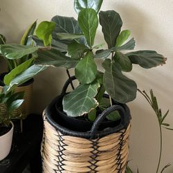 indoor plants 