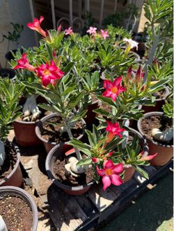 Desert Roses