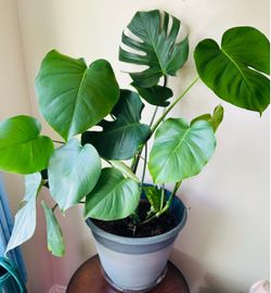 Extra large monstera plants in a 14” pot