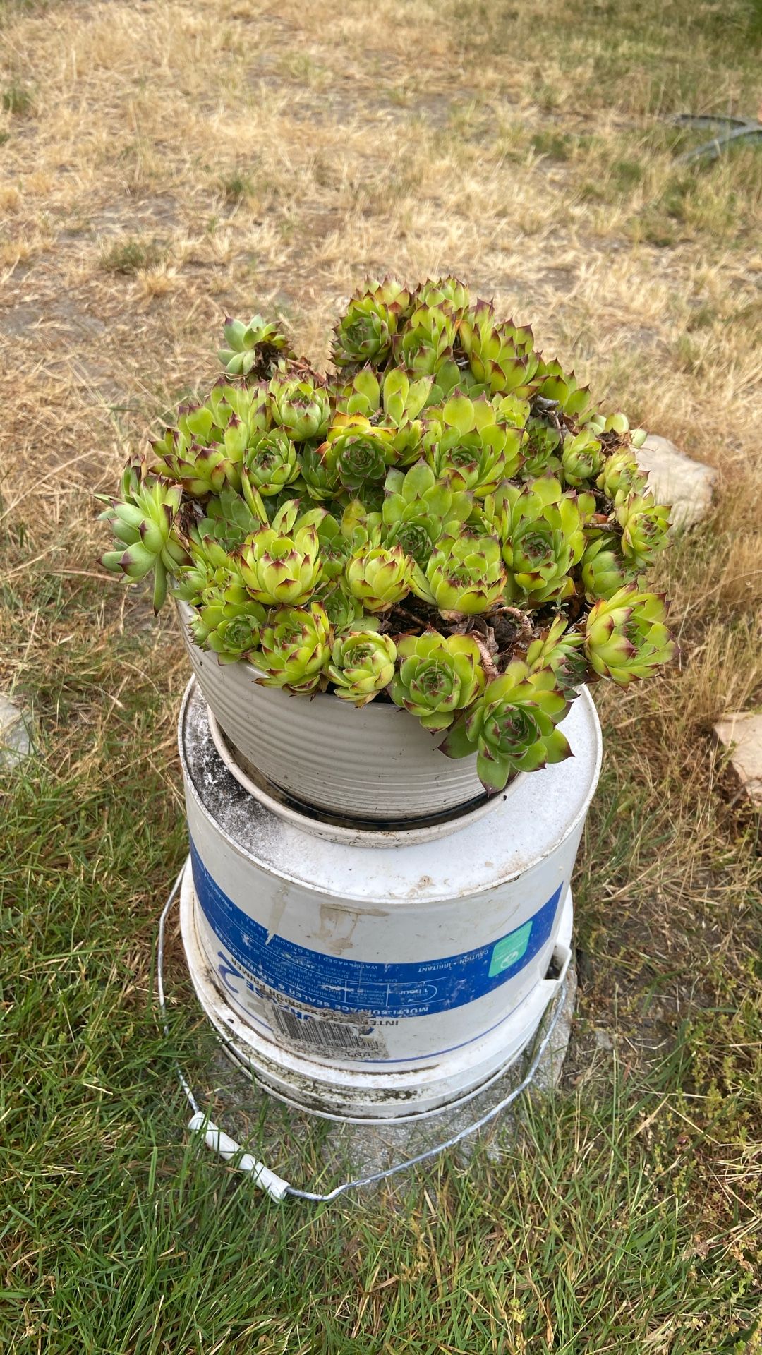 Beautiful, Large Hens And Chicks Displayed In White Ceramic Pot