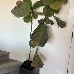 Beautiful Live Fiddle Leaf 🍃 Tree In Modern Charcoal Color Concrete Planter - Like New!