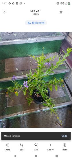Duranta 1g