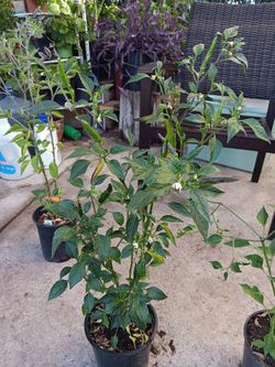 Chiles