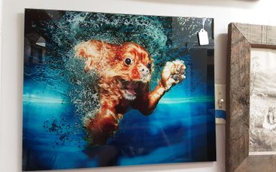 Tempered Glass Wall Art Cavalier King Charles- Located in Shelton