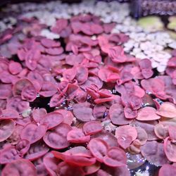 Red Root Floaters