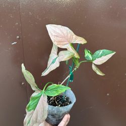 Syngonium Red Spot Tricolor