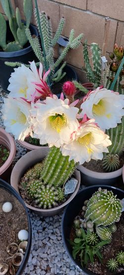 Bonito Cactus 🌵