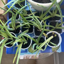 13 Mini Aloe Vera Plants 