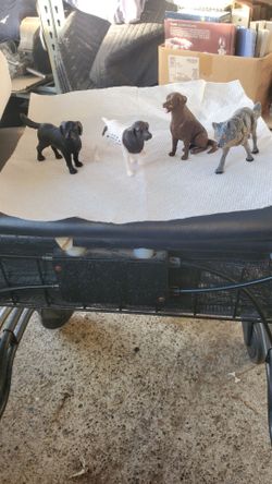Canines figures