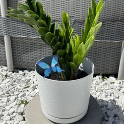 Zamioculcas Zamiifolia (ZZ) Plant - Great for Gifts! / Zamioculcas Zamiifolia (ZZ) Planta - Ideal para Regalos!