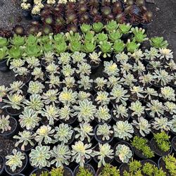 Succulents 