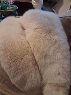 Beautiful  Fox Collar