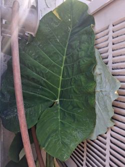 Extremely large , tall , giant elephant ear plant indoor outdoor