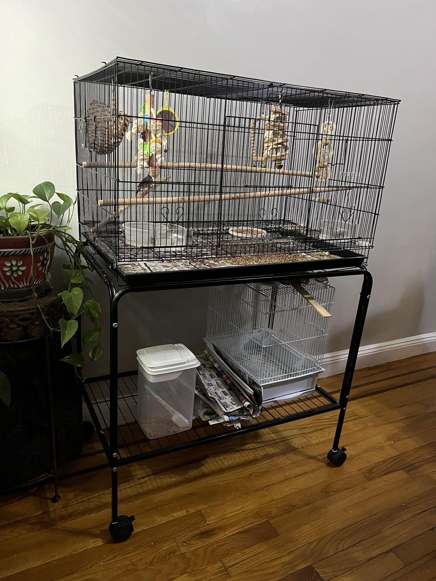 Zebra Finch With Cage and ALL ACCESSORIES