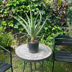 ALOE VERA PLANT 