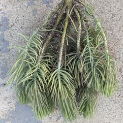 Large Green Chalk Sticks (Senecio Serpens)