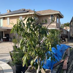 24 Inch Box Hass Avocado Tree 