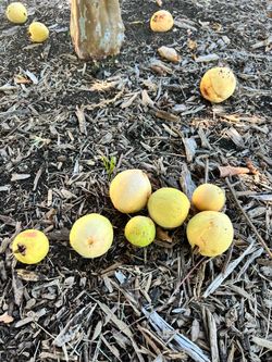 Free guava