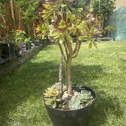 Succulent 