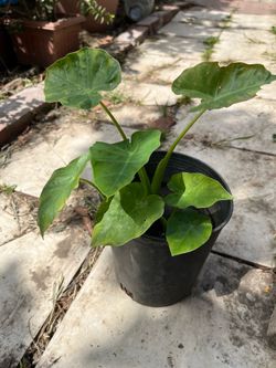 Elephant Ear Vegetable Plant, Cây Bạc Hà