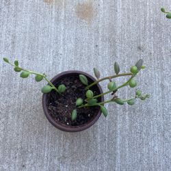 String Of watermelon