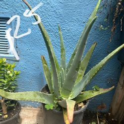 Aloe Plant 