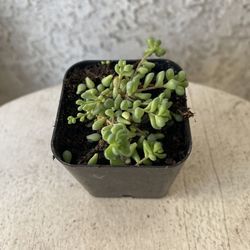 2 Inch Pot Succulent Plant - Sedum Dasyphyllum -  Thick-leaf Stonecrop - Rooted & Established - Drought Resistant 🪴 Perfect Baby & Wedding Shower Fav