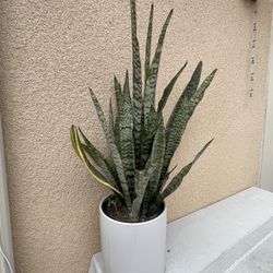 Snake Plant 32” Height In Ceramic White Pot