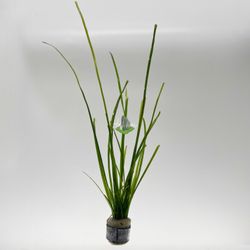 Vallisneria Nana (Val Nana) – Easy-Care, Grass-Like Aquarium Plant - Aquatic Plant For Aquascape Planted Fish Tanks 